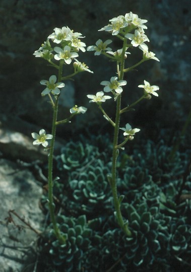 Saxifraga paniculata