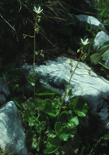 Saxifraga rotundifolia