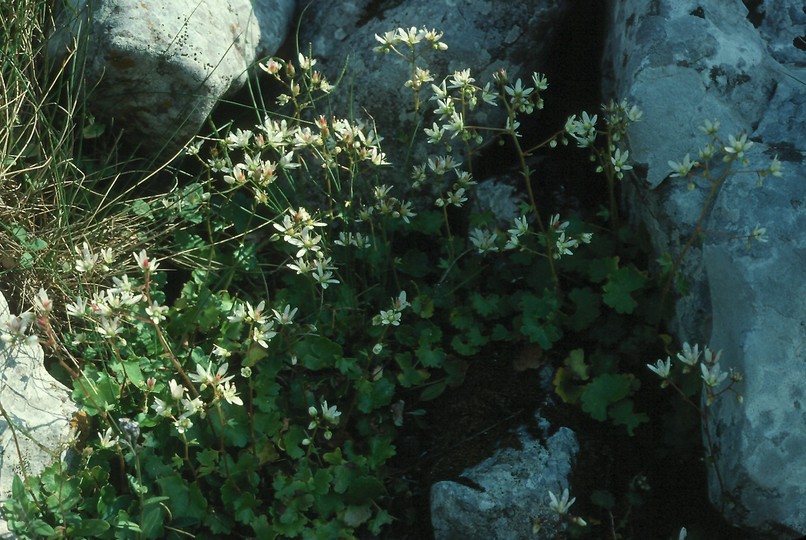 Saxifraga rotundifolia