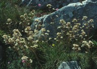 Saxifraga paniculata