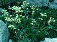 Saxifraga hohenwartii