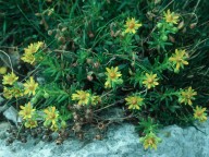 Saxifraga aizoides