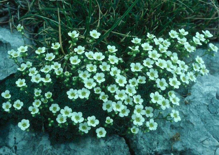 Saxifraga caesia