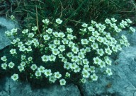 Saxifraga caesia