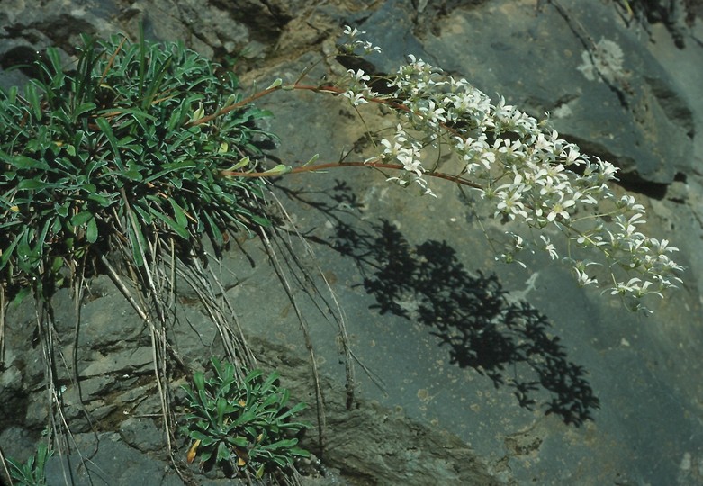 Saxifraga callosa