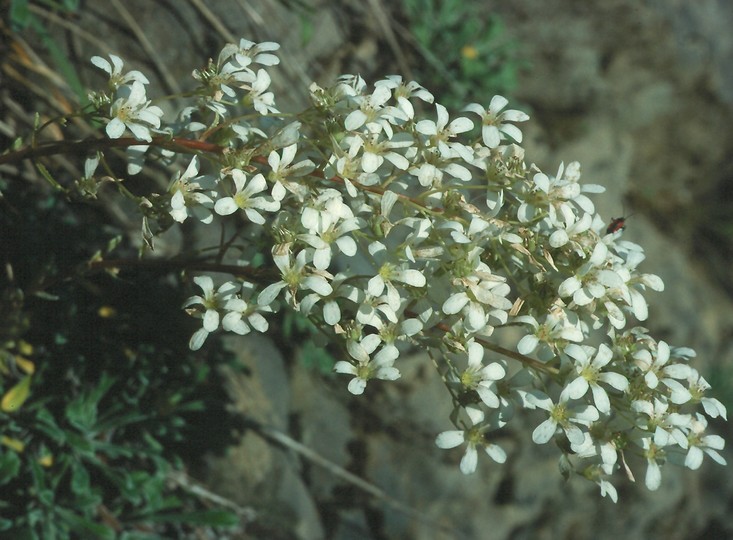 Saxifraga callosa