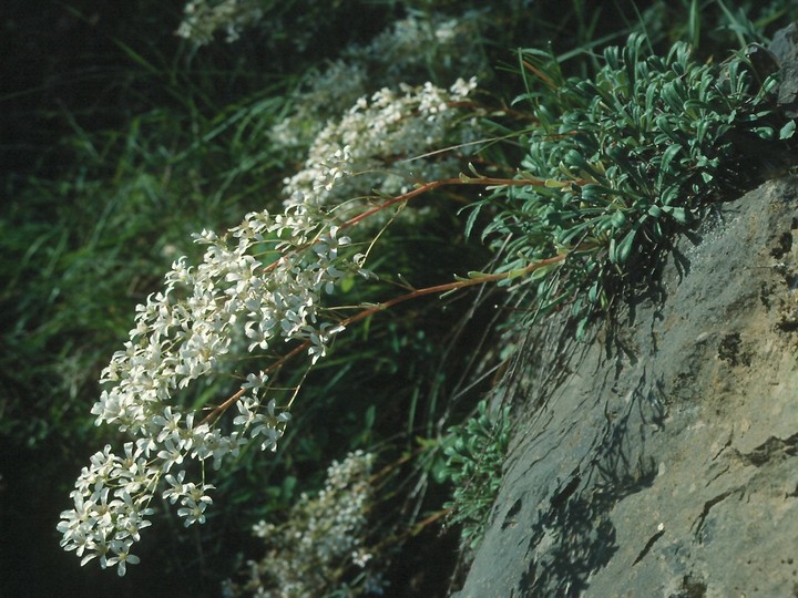 Saxifraga callosa