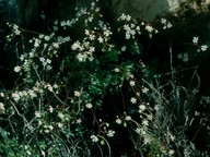 Saxifraga cuneifolia