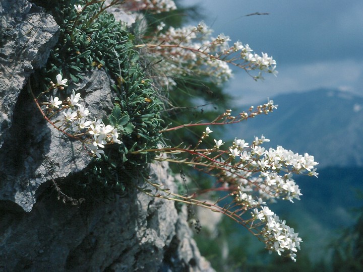 Saxifraga callosa