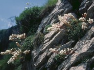 Saxifraga callosa