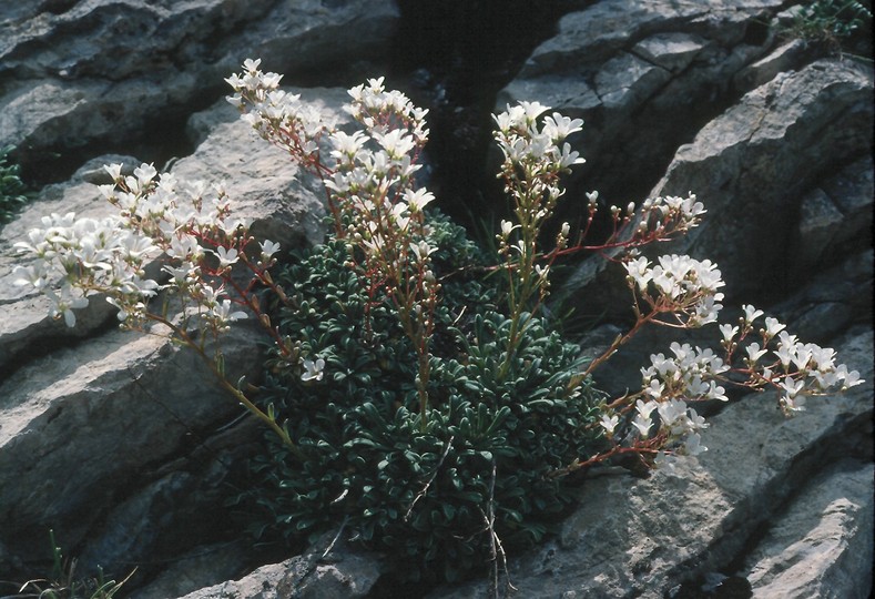 Saxifraga callosa