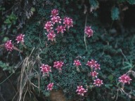 Saxifraga retusa