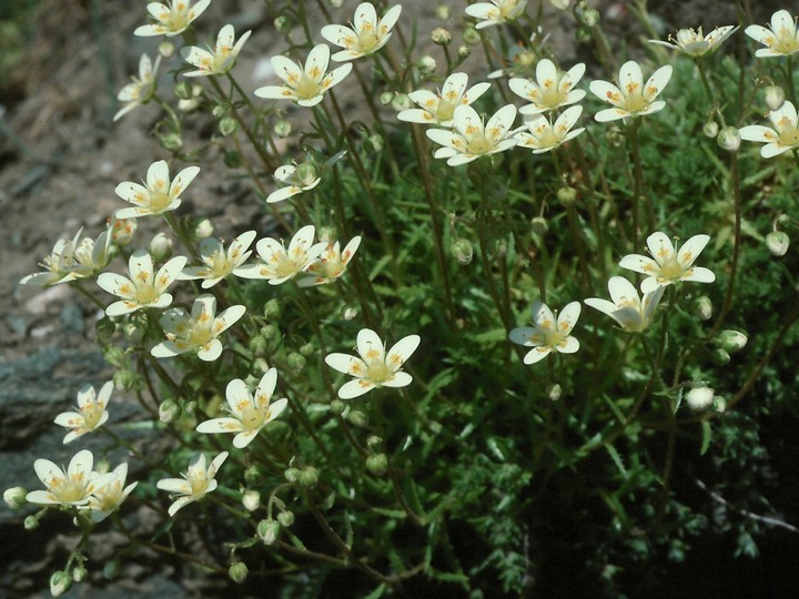 Saxifraga aspera