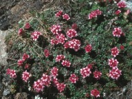 Saxifraga retusa