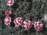 Saxifraga retusa