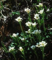 Saxifraga androsacea