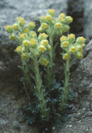 Saxifraga luteoviridis