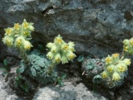 Saxifraga luteoviridis