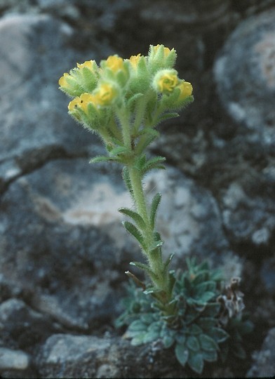 Saxifraga luteoviridis