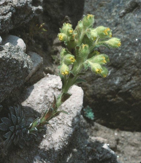 Saxifraga luteoviridis