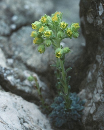 Saxifraga luteoviridis