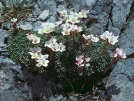 Saxifraga scardica