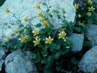 Saxifraga sibthorpii