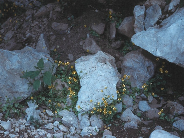 Saxifraga sibthorpii