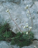 Saxifraga paniculata