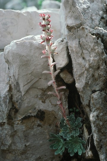 Saxifraga grisebachii