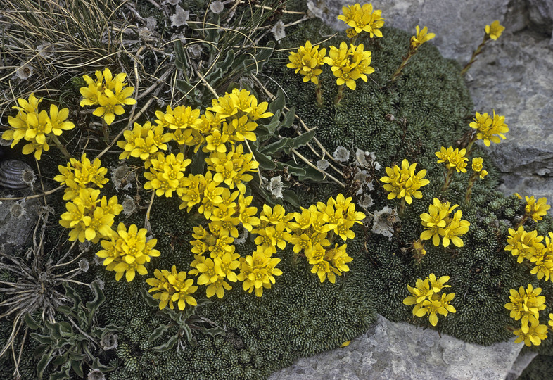 Saxifraga ferdinandi-coburgi