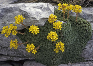 Saxifraga ferdinandi-coburgi