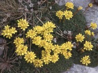 Saxifraga ferdinandi-coburgi