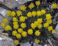 Saxifraga juniperifolia