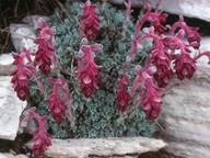 Saxifraga grisebachii