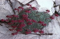 Saxifraga grisebachii