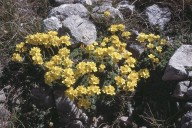 Saxifraga ferdinandi-coburgi