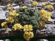 Saxifraga ferdinandi-coburgi