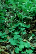 Saxifraga rotundifolia