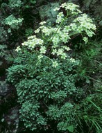 Saxifraga aizoon