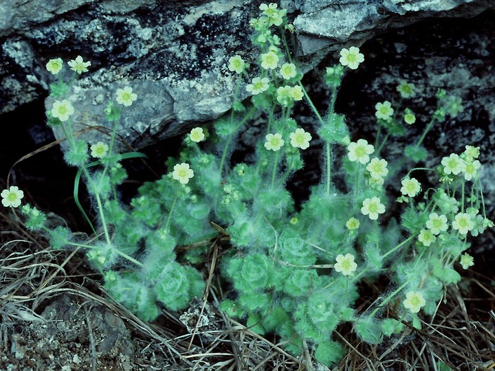 Saxifraga arachnoidea