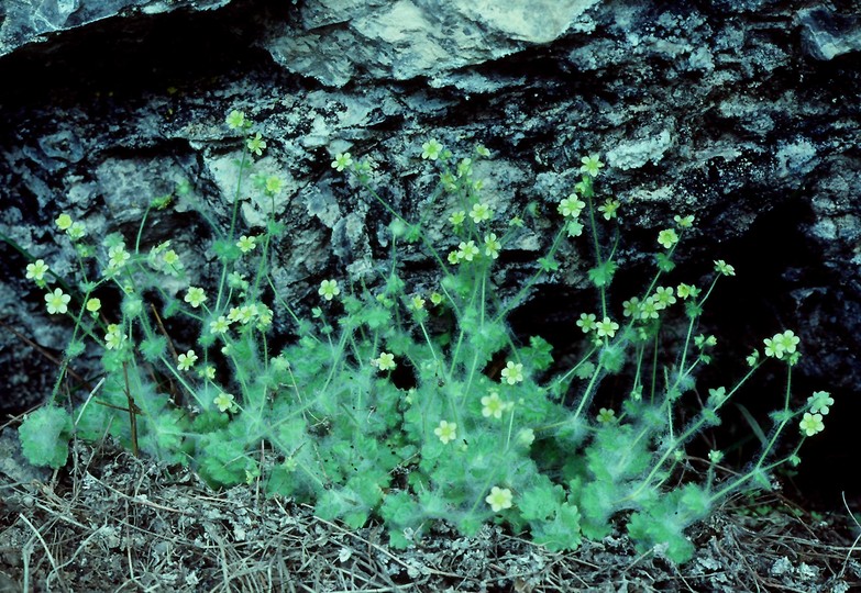 Saxifraga arachnoidea