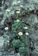 Saxifraga squarrosa