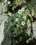 Saxifraga squarrosa