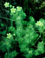 Saxifraga arachnoidea