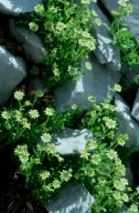 Saxifraga sedoides