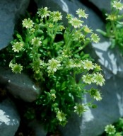 Saxifraga sedoides