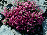 Saxifraga murithiana