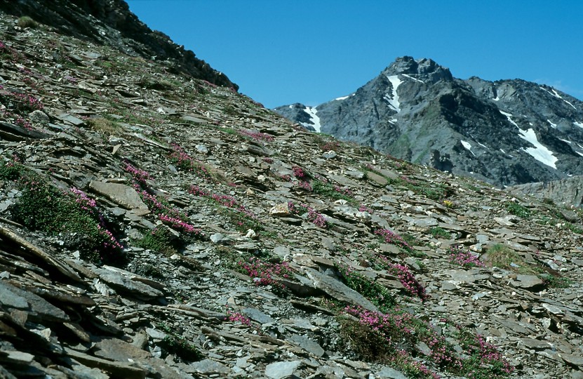 Saxifraga murithiana