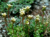 Saxifraga exarata